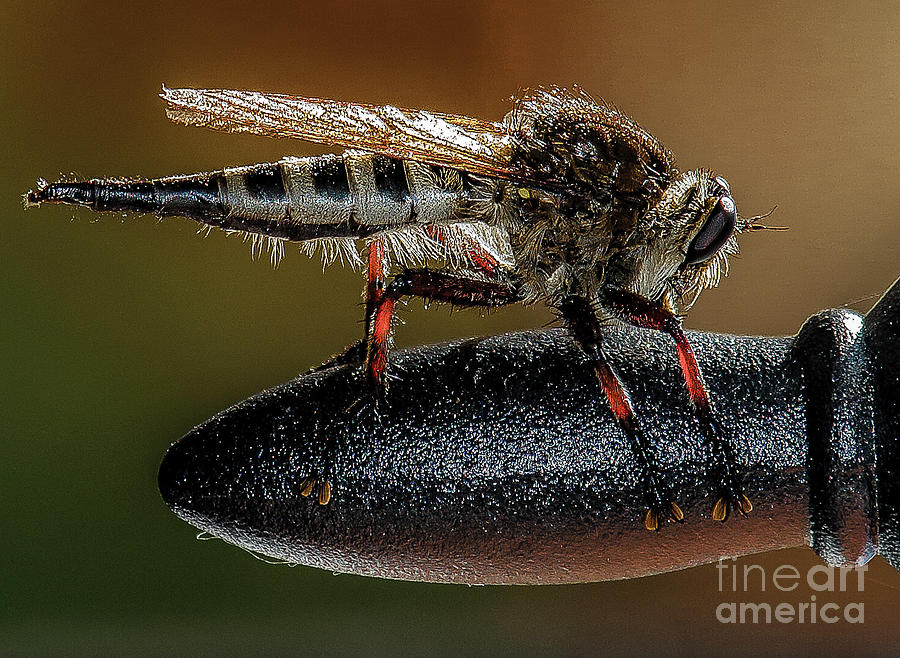 Robber Fly B Photograph