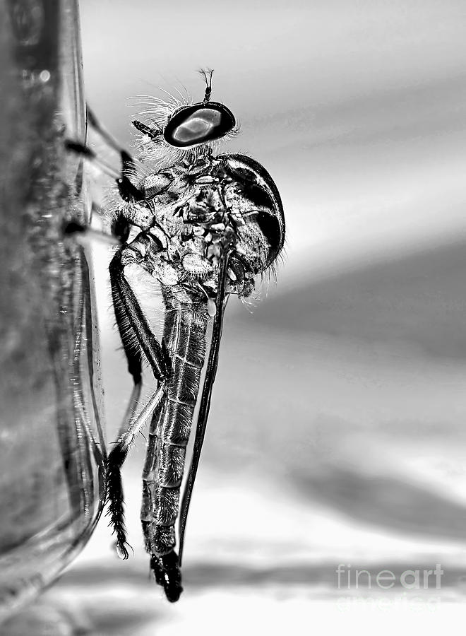 Black And White Photograph - Robber Fly - Black and White by Kaye Menner