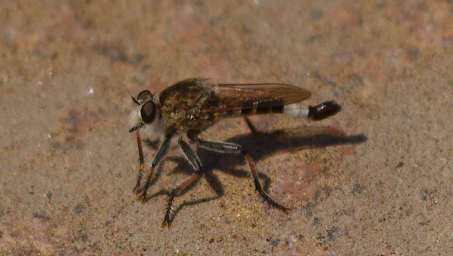 Robber fly Photograph by James Smullins