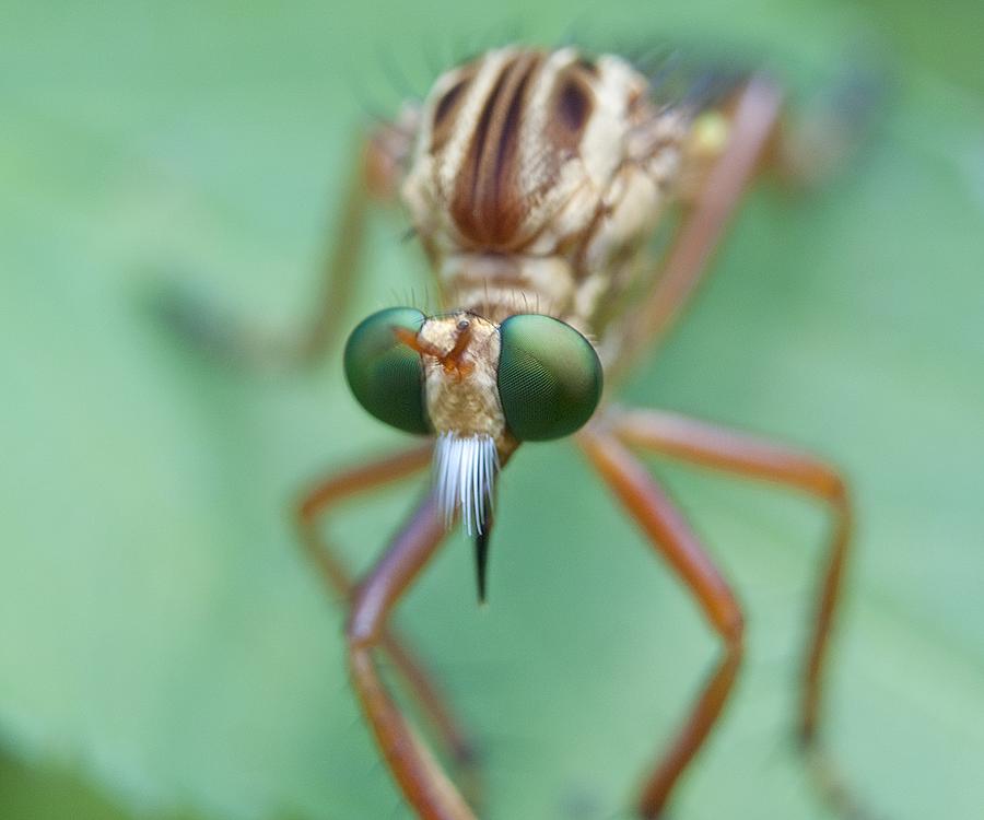 Robber Fly Photograph by Kenneth Albin