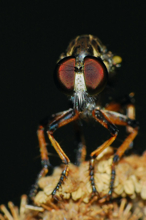 Robber Fly Photograph by Larah McElroy