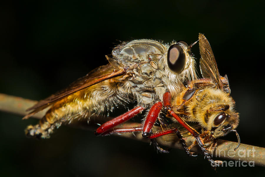 Insects Photograph - Robber Fly With Bee by B.G. Thomson