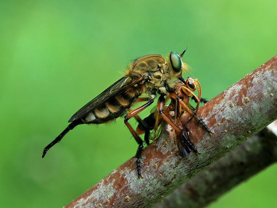 Nature Photograph - Robberflies / Robber Fly Lunch / Asilidae by Djoko Widodo