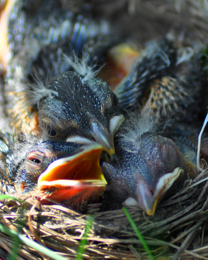 Robbin Nest Photograph by Diane E Berry