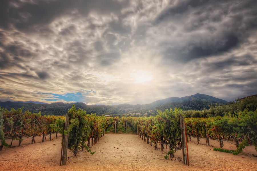 Winery Vineyard - Napa Valley California Photograph by Jennifer Rondinelli Reilly - Fine Art Photography