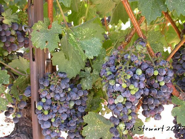 Grape Photograph - Robert Mondovi Grapes by Jodi Stewart