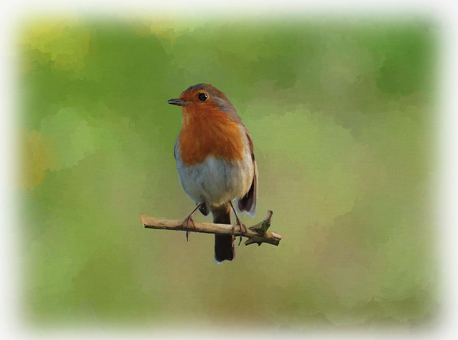 Robin-1 by Paul Gulliver Robin-1 by Paul Gulliver