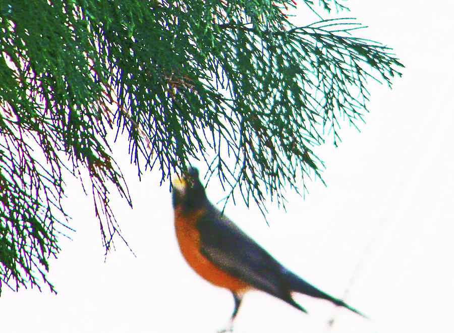 Abstract Photograph - Robin 2 by Lenore Senior
