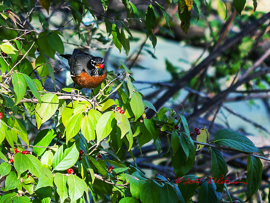 Robin And Berries Photograph by Ed Peterson