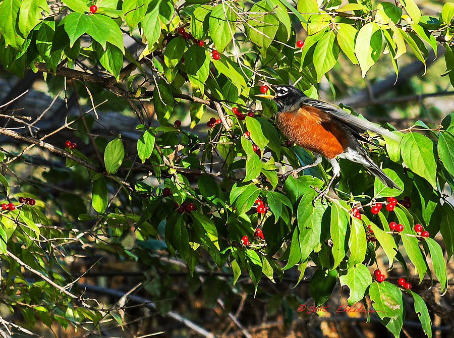 Robin And Berries II Photograph by Ed Peterson