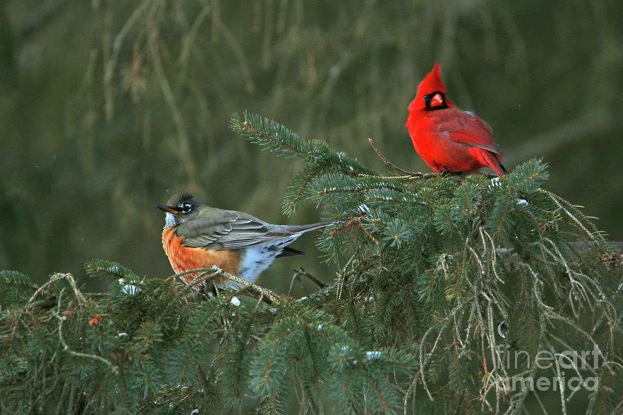 Robin and Cardinal  6174 Photograph by Jack Schultz