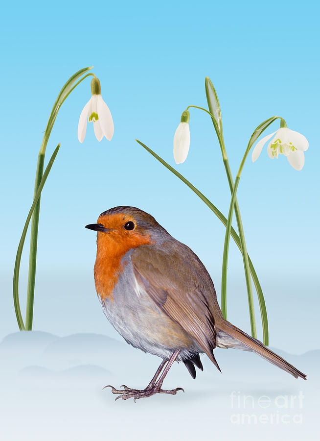 Robin and cold snowdrops Photograph by Warren Photographic