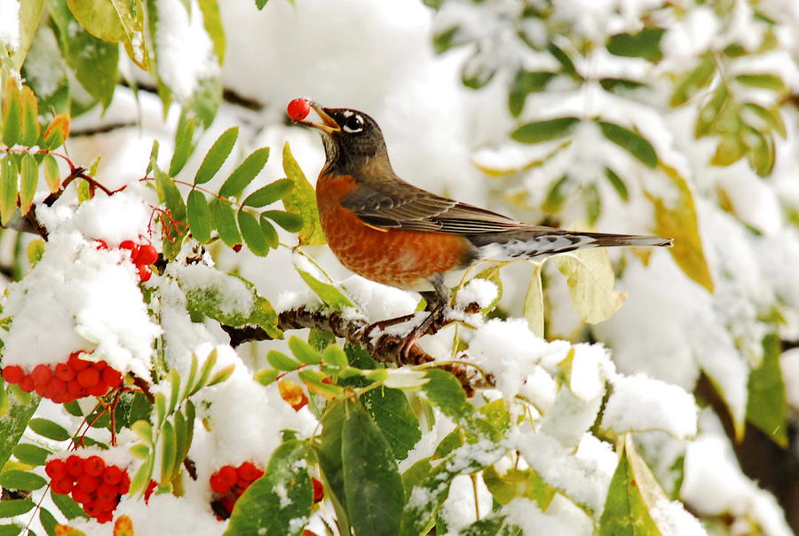 Robin and First Snowfall Photograph by Andrea Kollo