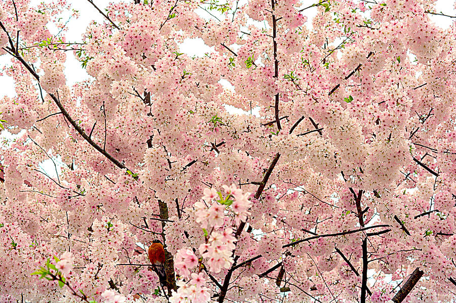 Robin and Ornamental Cherry Blooming Glory Photograph by Kathy Barney