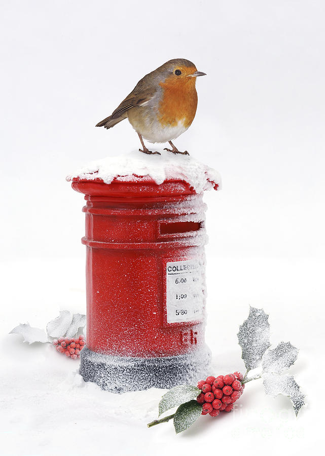 Robin and postbox Photograph by Warren Photographic