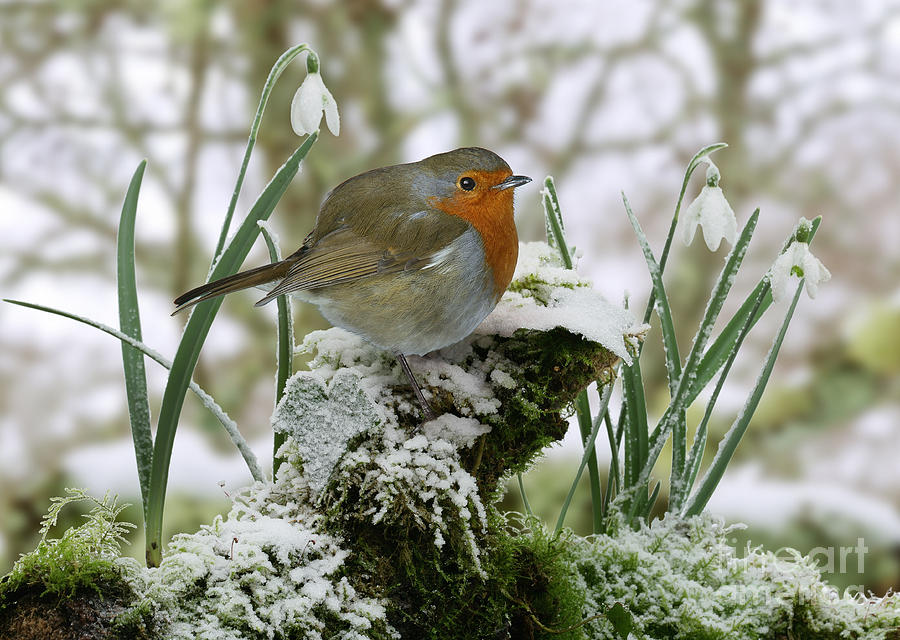Robin and snowdrops Photograph by Warren Photographic