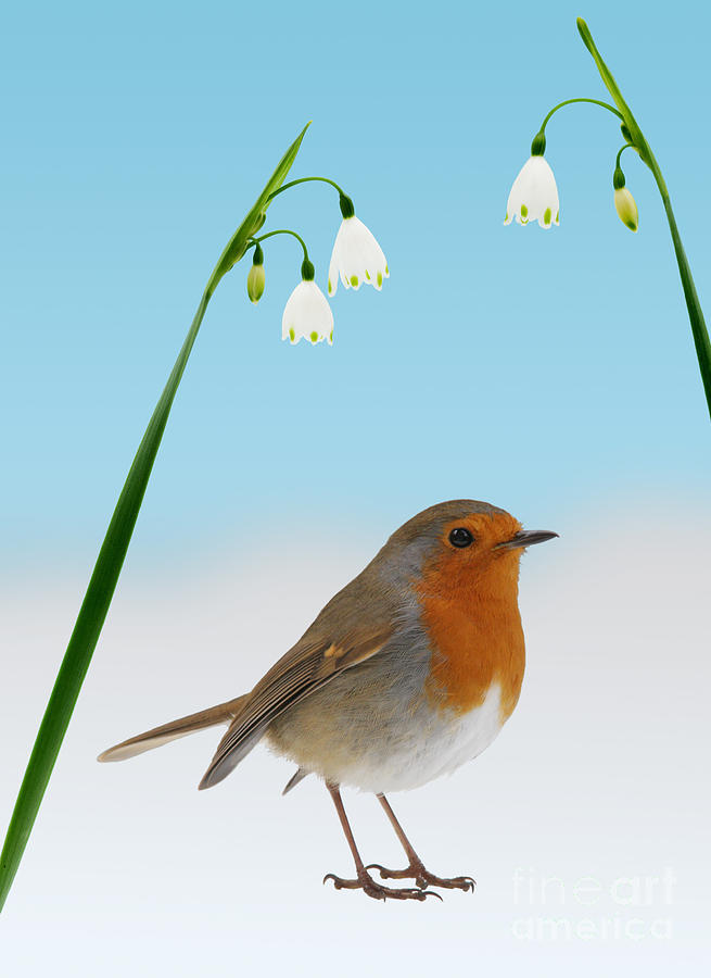 Robin and Spring Snowdrops Photograph by Warren Photographic