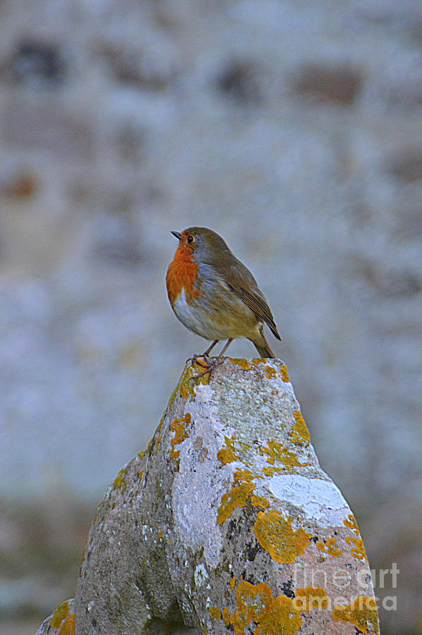 Robin Photograph by Andy Thompson