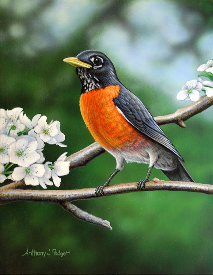 Robin Painting by Anthony J Padgett