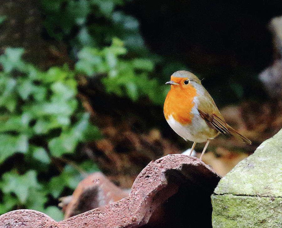 Robin at the Bottom of the Garden Photograph by Jeff Townsend