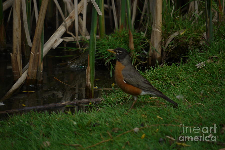 Robin at the Pond Photograph by Heather Hennick