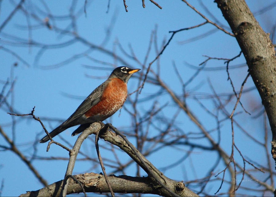 Robin Basking in the Sun Photograph by Diane Lindon Coy