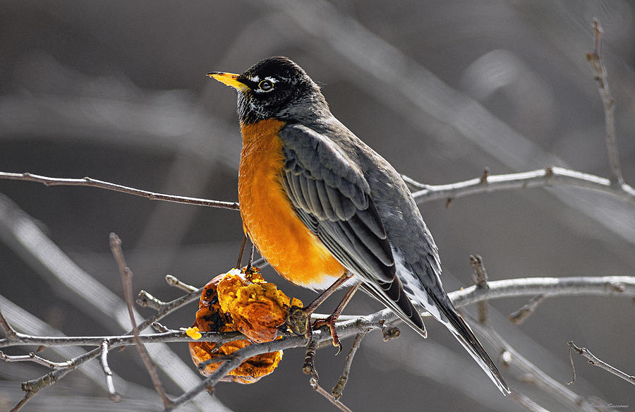 Robin Catching Rays Photograph by Marty Saccone