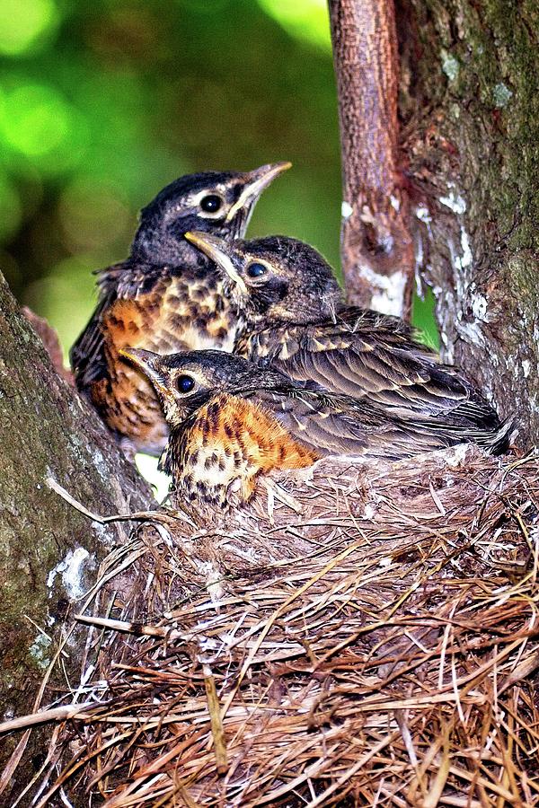 Robin Chicks Photograph by Ronald Lutz