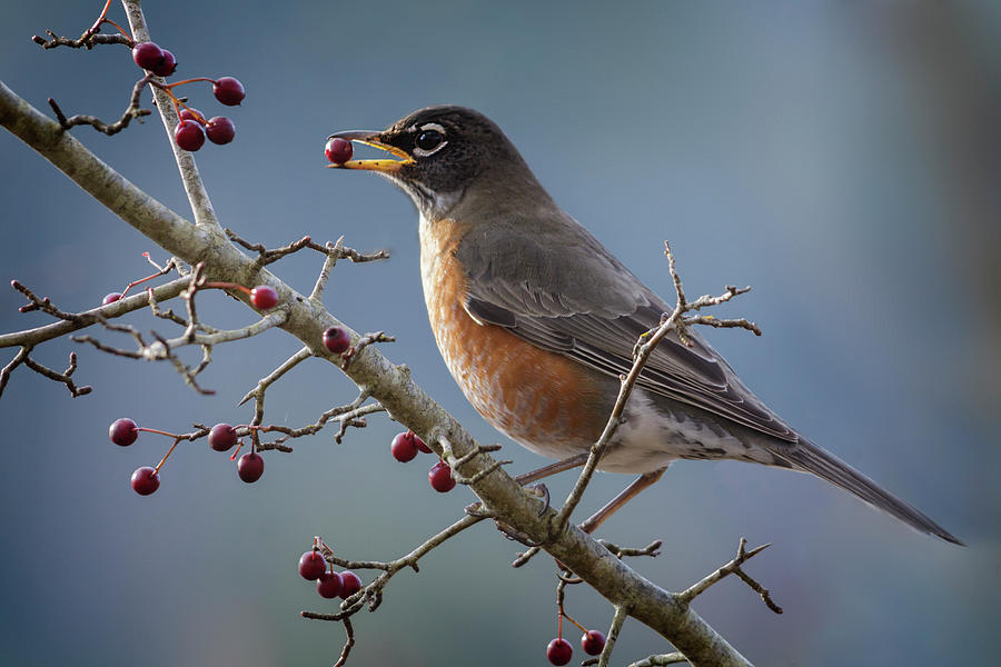 Robin eating berries Photograph by Inge Riis McDonald