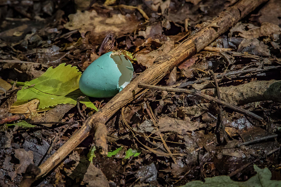 Robin Egg Blue Photograph by Ray Congrove