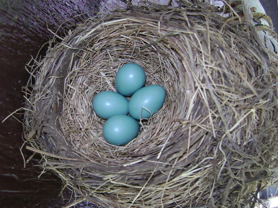 Robin eggs Photograph by Fay Hauswirth - Fine Art America