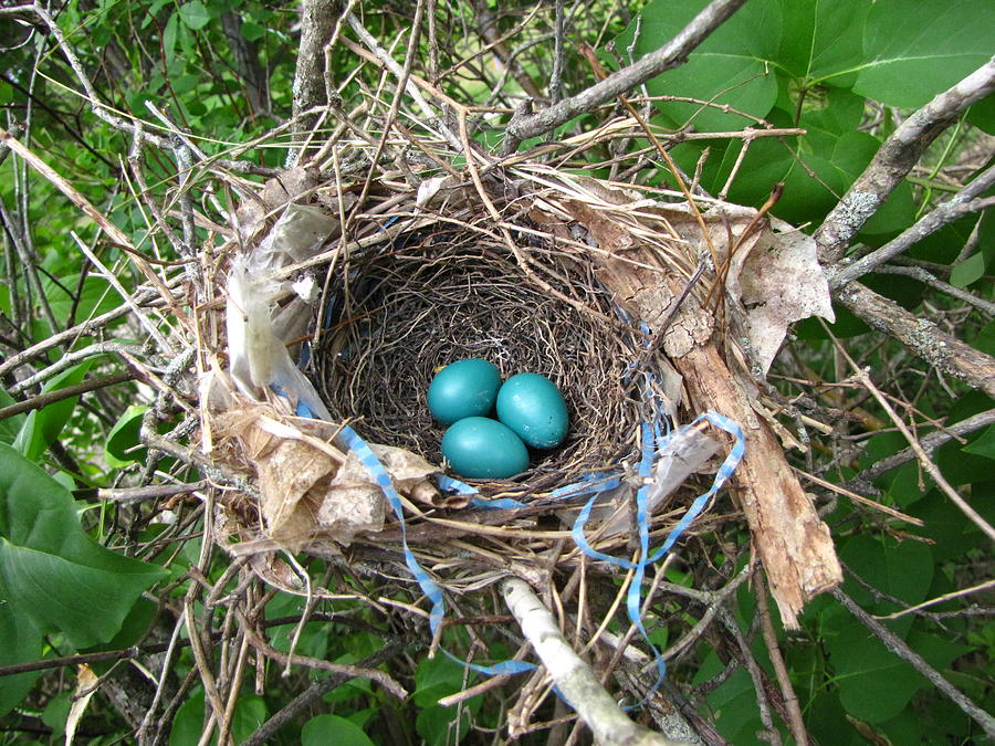 Robin eggs Photograph by Devorah Shoshanna - Fine Art America