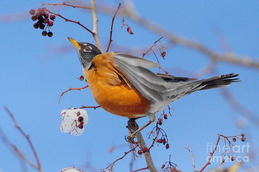 Robin Photograph - Robin Eying Berries by Merrimon Crawford Robin Photograph - Robin Eying Berries by Merrimon Crawford