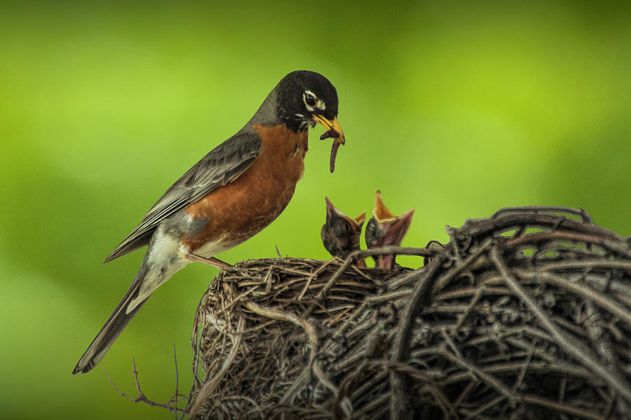 Robin feeding its young in a nest Photograph by Randall Nyhof