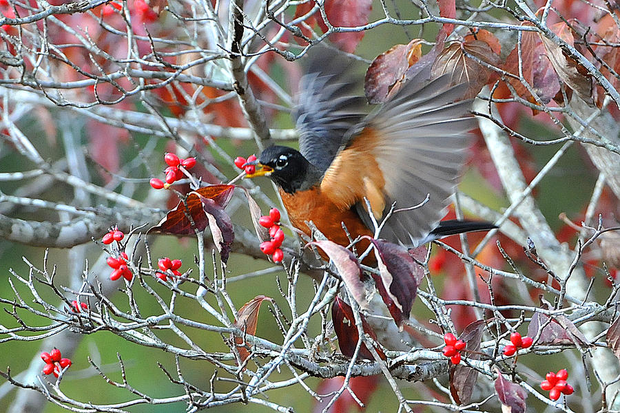 Robin Feeding with Wings Spread Photograph by Alan Lenk