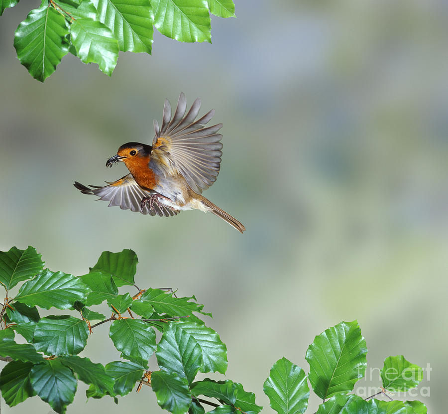 Robin flying to nest Photograph by Warren Photographic