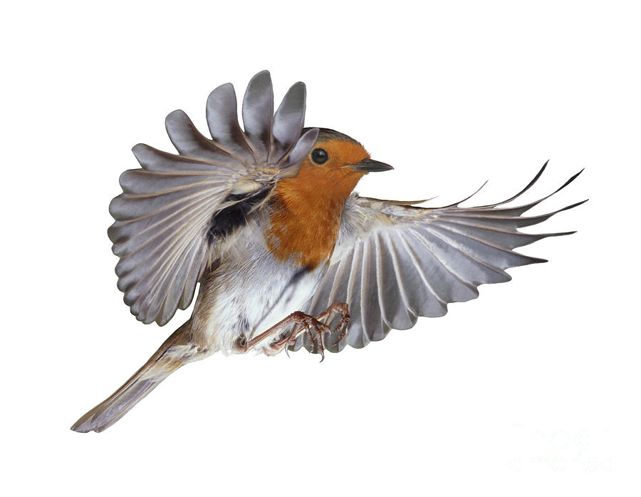 Robin Photograph - Robin flying by Warren Photographic