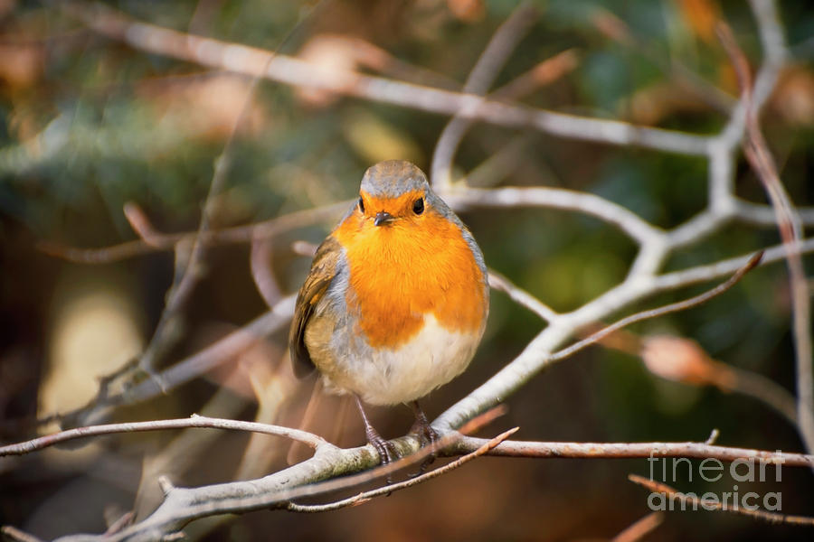 Robin forest Photograph by Sebastien Coell - Fine Art America