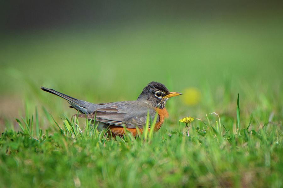 Robin Photograph by Guy Whiteley