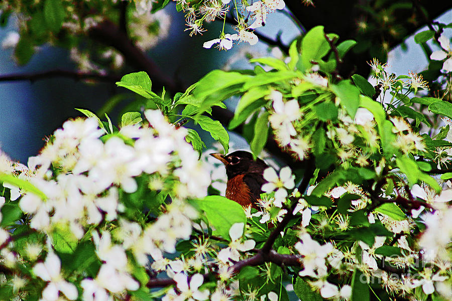 Robin Hiding In The Flowering Tree Photograph