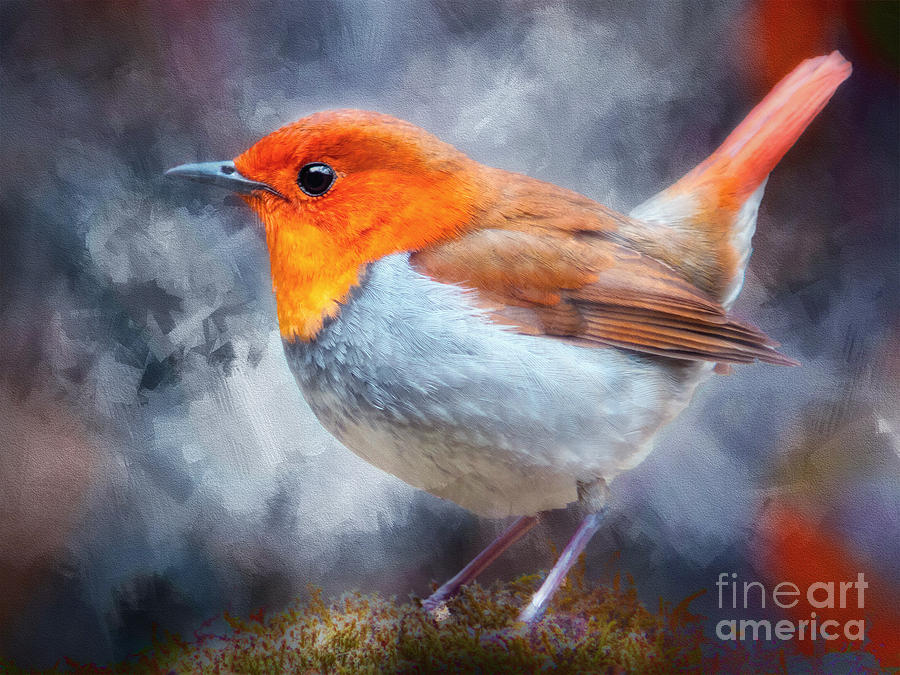 Robin I Photograph by Jack Torcello