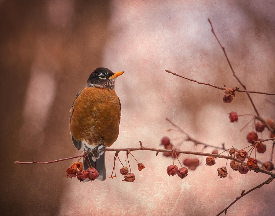 Robin In A Berry Tree 2014-1 Photograph by Thomas Young