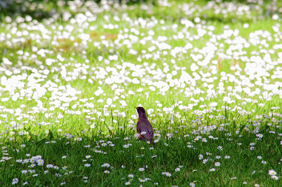 Robin in a field of Daisies Photograph by Tikvahs Hope