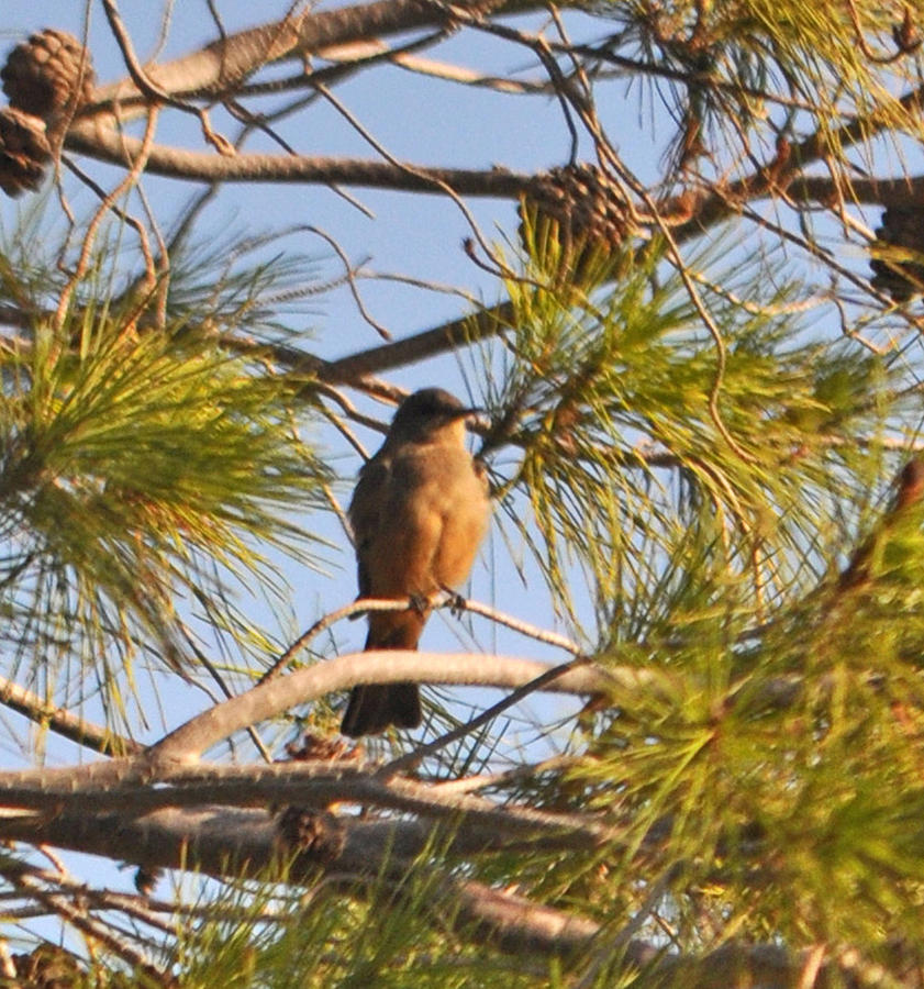 Robin In A Pine Tree Photograph by Jay Milo