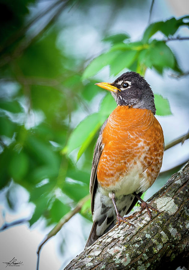 Bird Photograph - Robin in a Tree by Phil And Karen Rispin