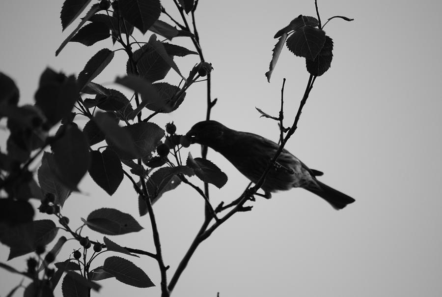 Robin in Black and White Photograph by Michelle BarlondSmith - Fine Art ...