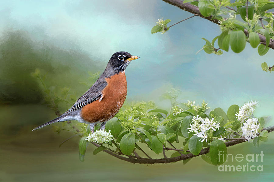 Robin in Chinese Fringe Tree Photograph by Bonnie Barry