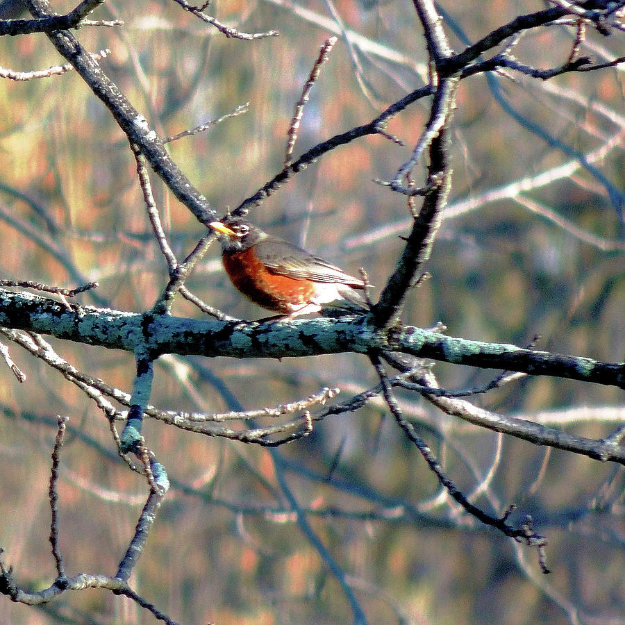 Robin In Early Spring Photograph