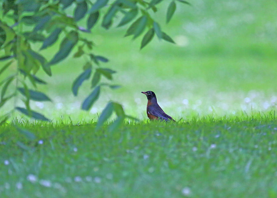 Robin in Grass Photograph by PJQandFriends Photography