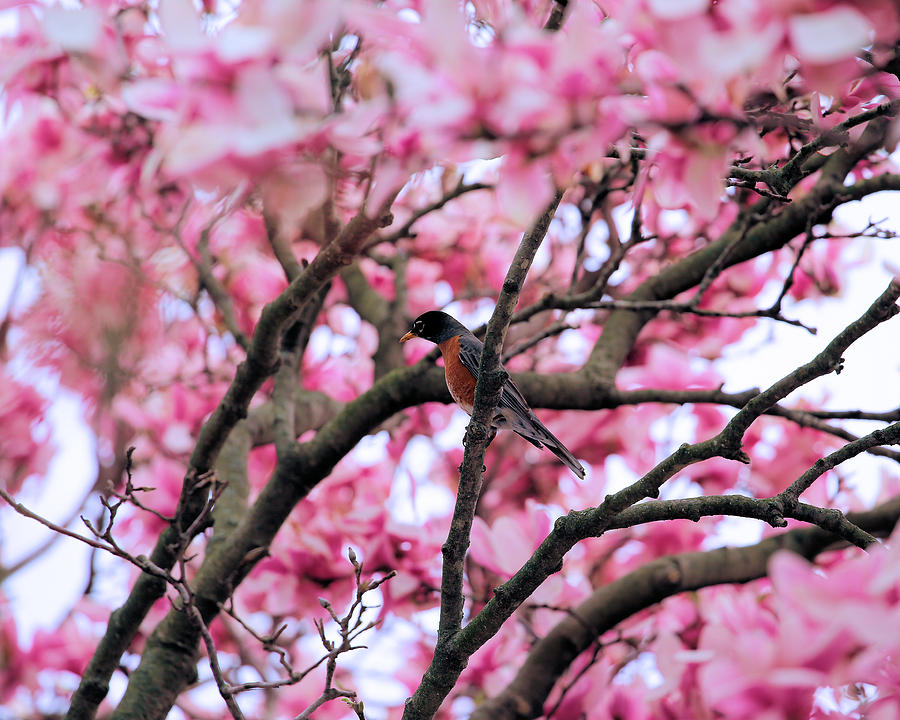 Robin In Magnolia Tree Photograph by Theresa Campbell